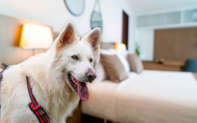 Le chien, meilleur ami de l’homme mais ennemi juré des punaises de lit !