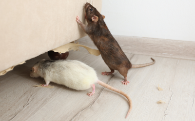 Quel est le prix d’une dératisation d’appartement et qui paye ?