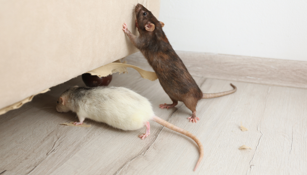 Quel est le prix d’une dératisation d’appartement et qui paye ?